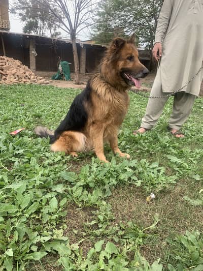 German Shepard for seal