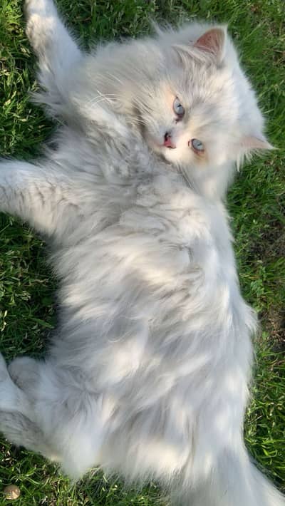 Persian cat
