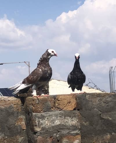 Mukhi pair same clutch healthy and active