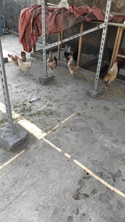 Desi Egg Laying Hens