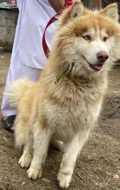 siberian husky male puppy
