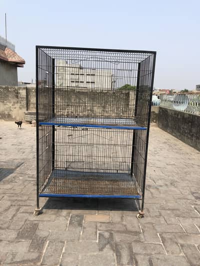 Iron cage cat,hen,parrots