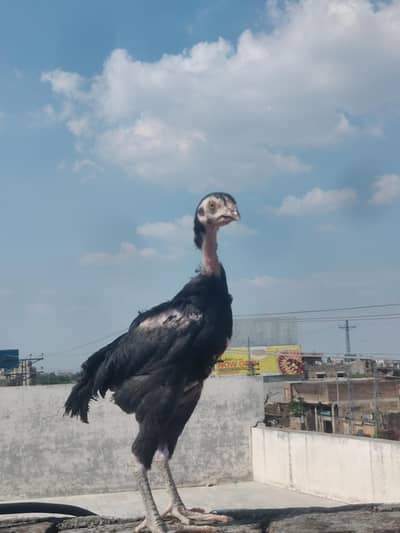 top quality dragon pair