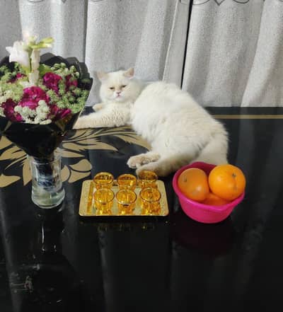 Pure White Persian Cat — Female