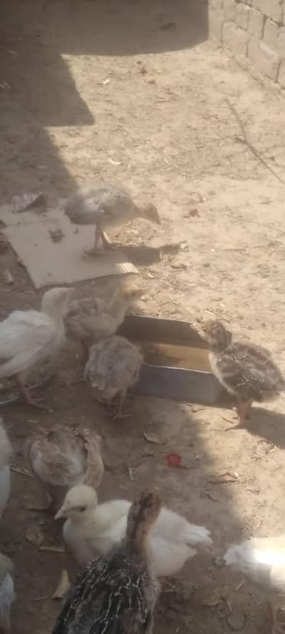 Turkey birds chiks age 26 sy 36 days. . . colour red black and white. . .