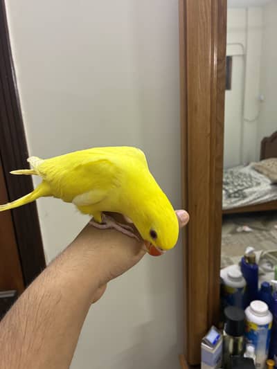 YELLOW RINGNECK HANDTAMED / FLYTAME