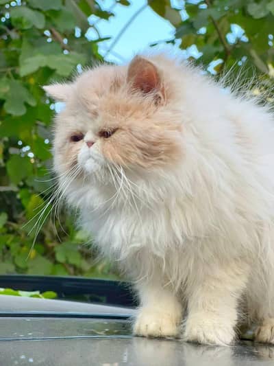 PEKI FACE  FEMALE  YOUNG