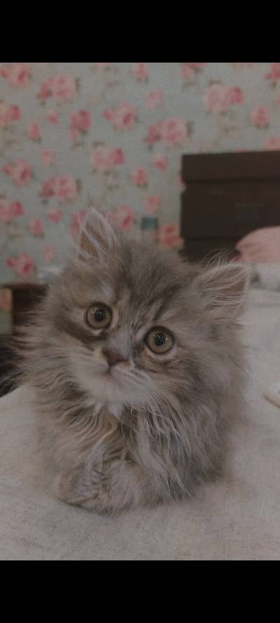 Cute kitty| cute kitten