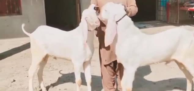 qurbani lagne wala rajanpuri Bakra cntct 0322,,5280,,183