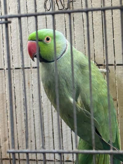 ringneck breeder pair