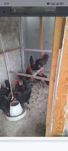 light sussex Heritage |Australorp | light sussex | Fertile eggs | egg