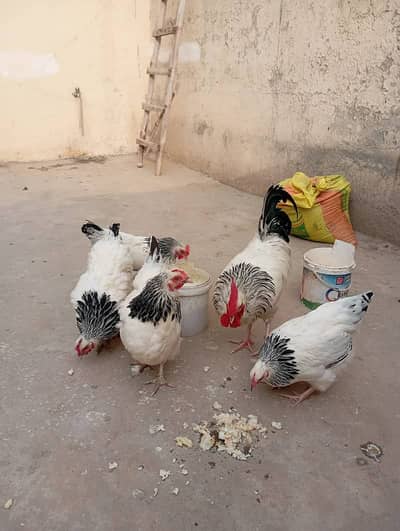 light sussex Heritage |Australorp | light sussex | Fertile eggs | egg