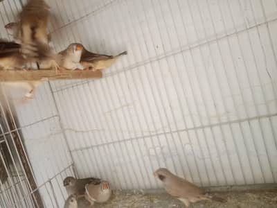 Orange bracelet home breed