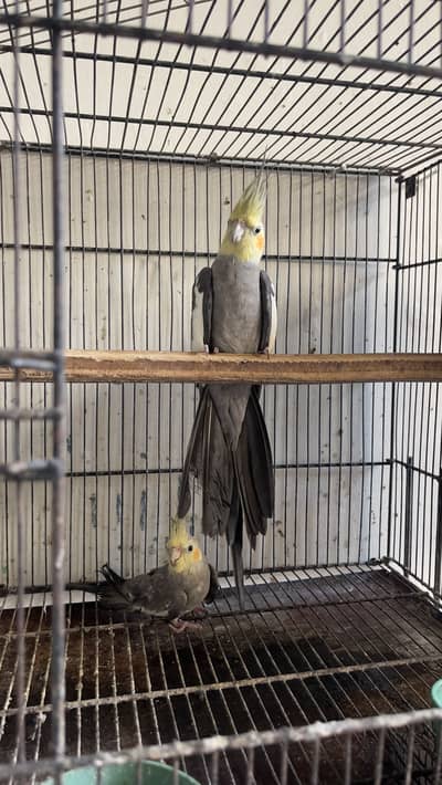 100% BREEDING PAIR COMMON GREY