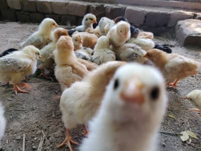 Pure Desi and Healthy chicks