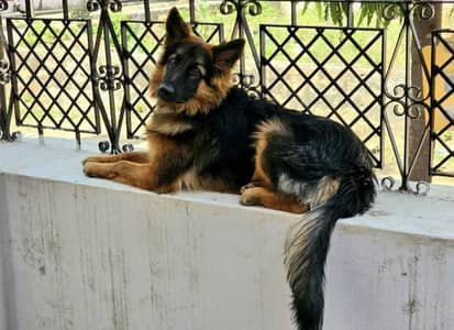 gsd female show line long coat
