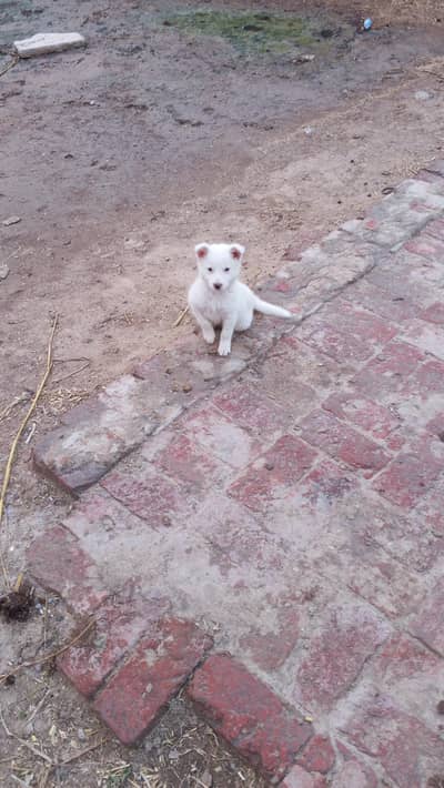 Russian dogs  for sale