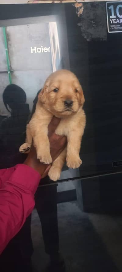Golden Retiever male puppy available