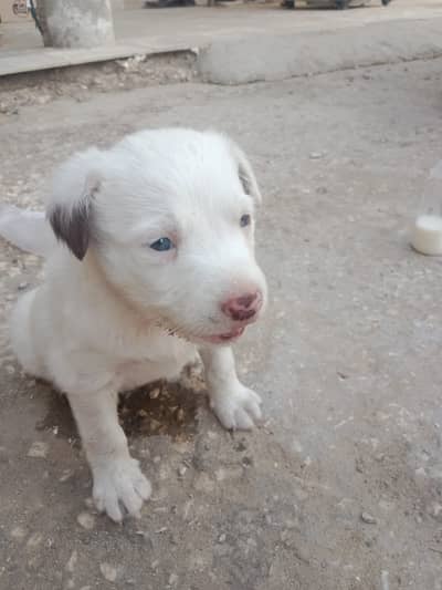 Blue Eyes Russian Puppy