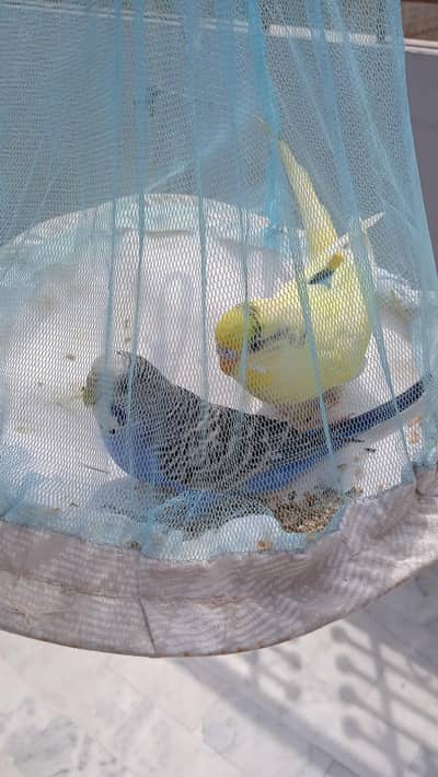 Budgies parrot pair