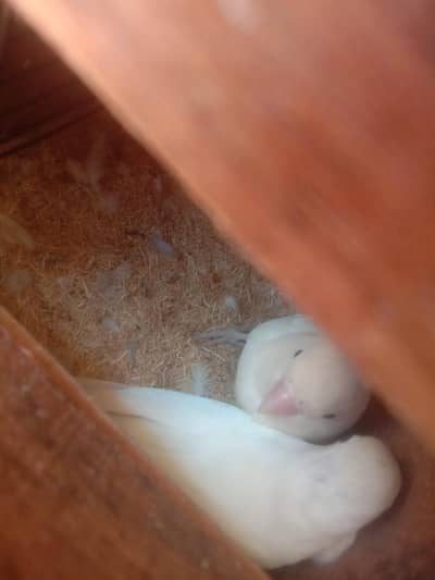 love berd beautifull berd