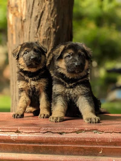 German Shepherd puppies (GSD Puppies)