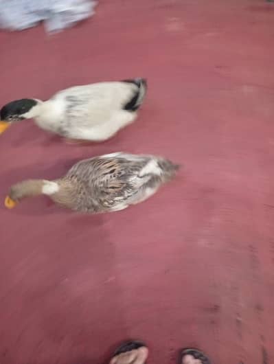 ducks pair for sale
