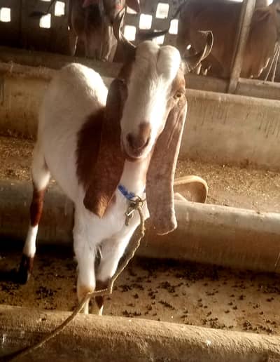 QUBANI KE BAKRE MUNASIB RATES PER