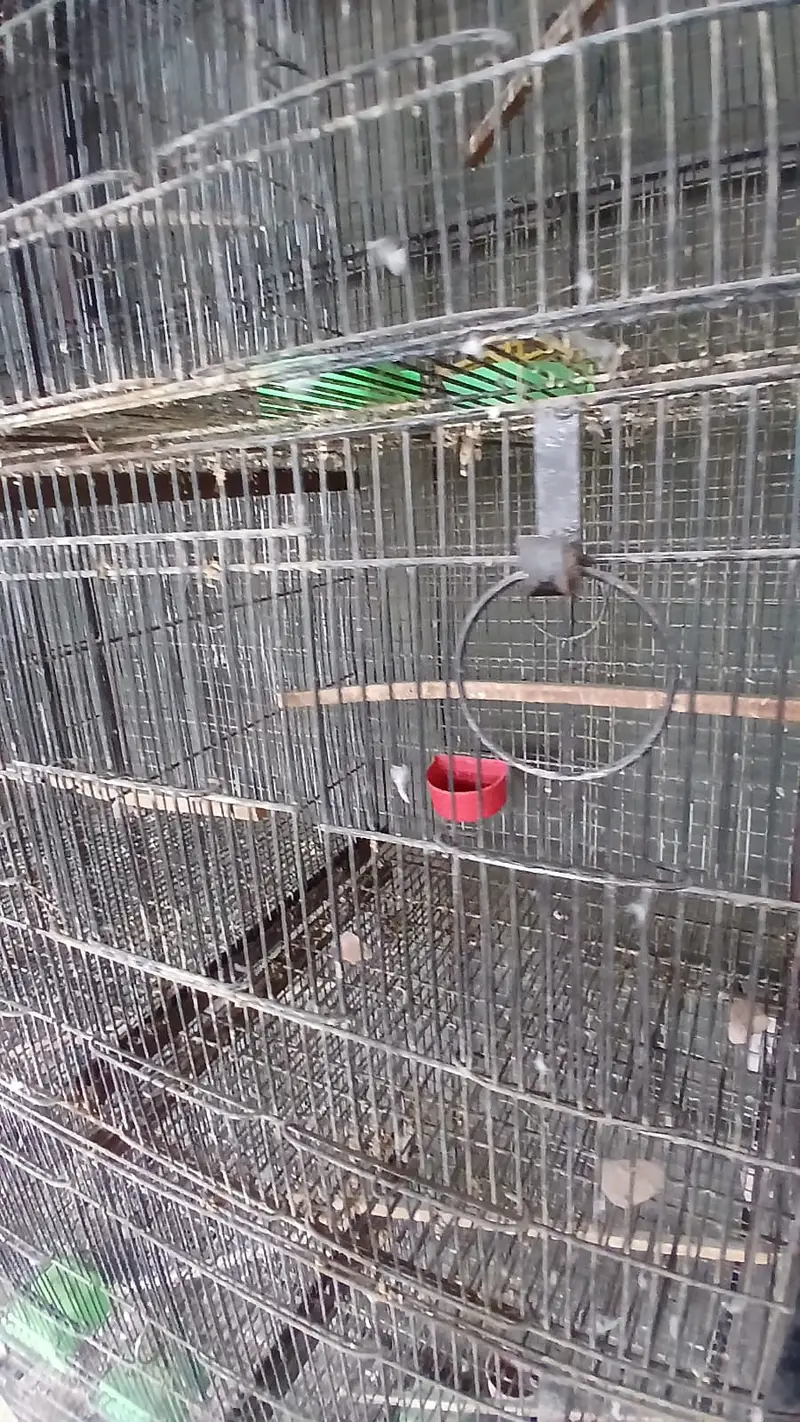 jahangir made heavy 10 portion cages with trays — photo 11