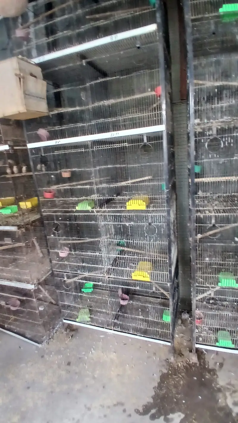 jahangir made heavy 10 portion cages with trays — photo 12