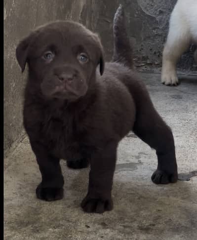 Pedigree Labrador