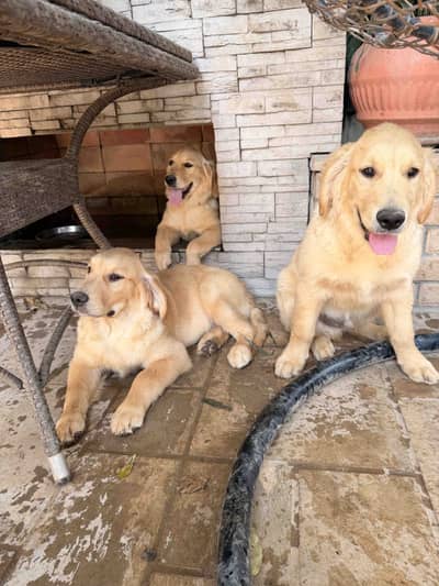 Golden Retriever Puppies for Sale