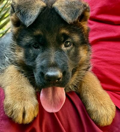 German shepherd puppies