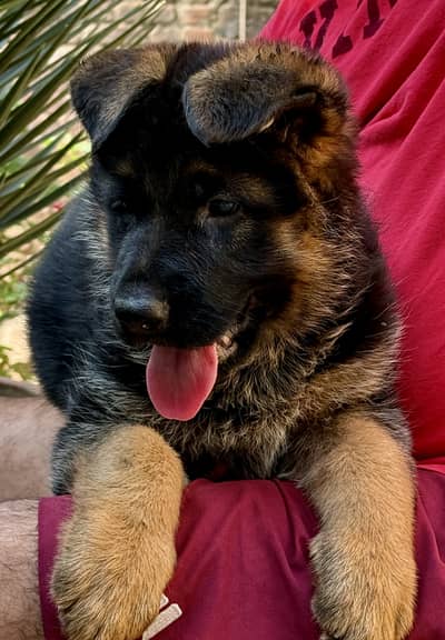 German shepherd puppies