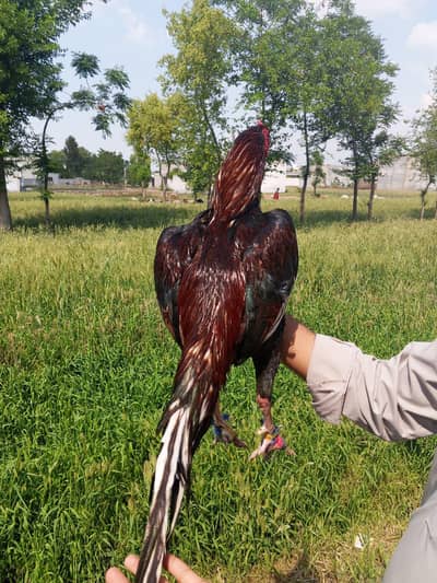 lasani breeder for sale