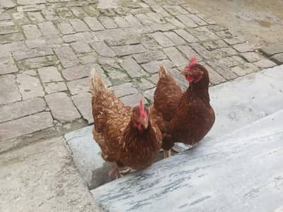 what app no 0+3+4+2+2+8+2+5+9+1+0