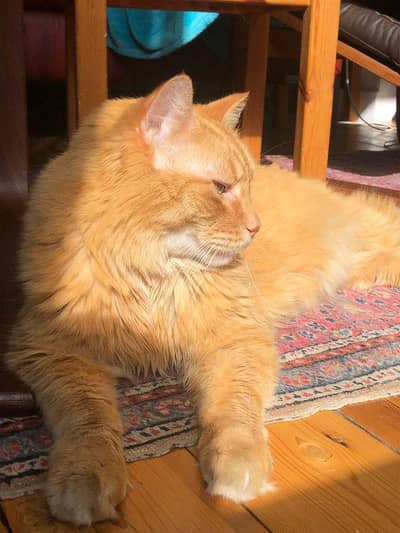 Tripple Coated Male Cat For Matting /Crossing
