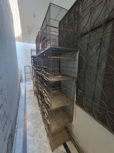 birds cages for sale