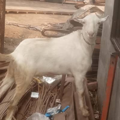 Teda Male 2Dant Dabal Hadi pure withe