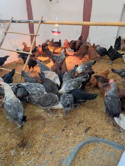 AUSTRALORP RIR FYUMI MISRI PATHAY PATHIYAN