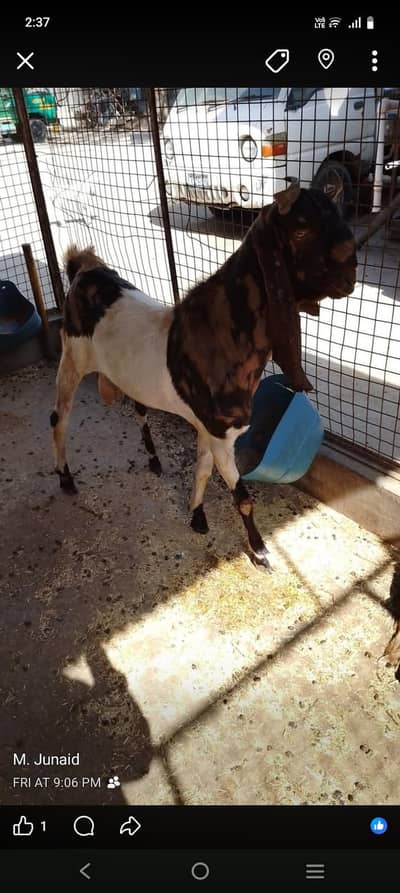 kamori Bakra 4 dant Ando bakra panch