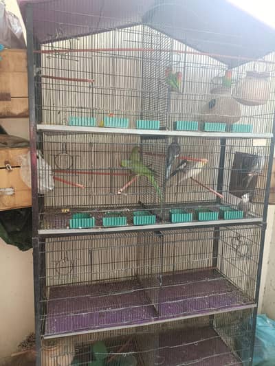 parrots with Cage