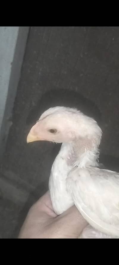 White Shamo Pathi For Sale