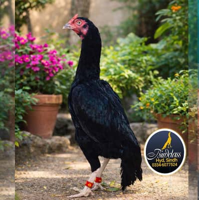 High class Fertile Eggs || Sindhi Aseel Jumbo