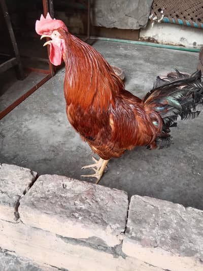 desi murga . 03330031118 Whatsapp number