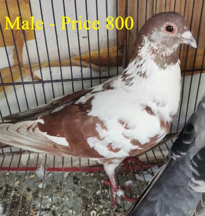 Breeder pairs for sale