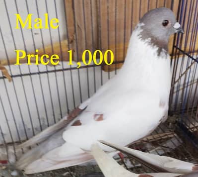 Breeder pairs for sale