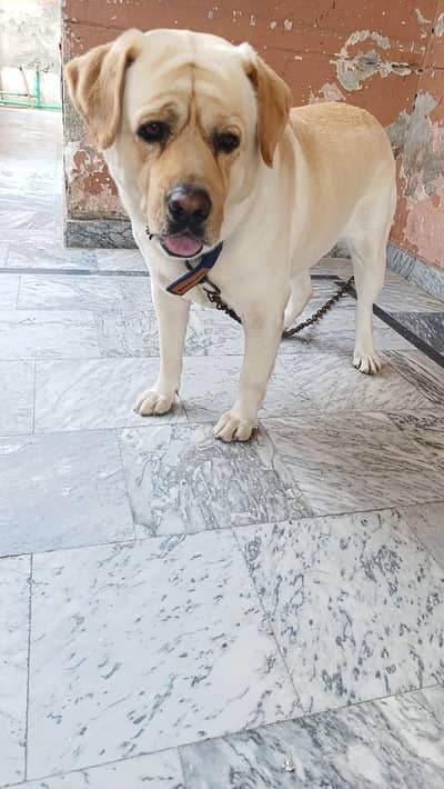 Vaccinated Labrador Dog 3 Year age.