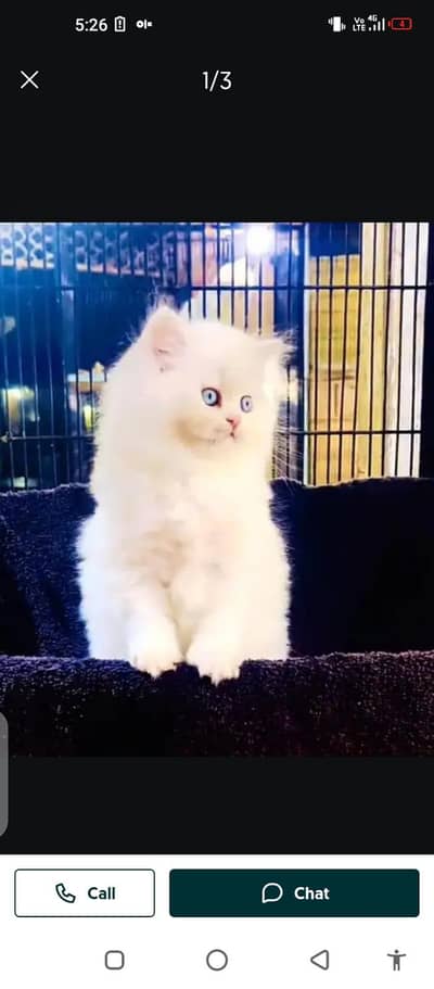 Persian cat for sale male or femalemy WhatsApp number3313091788