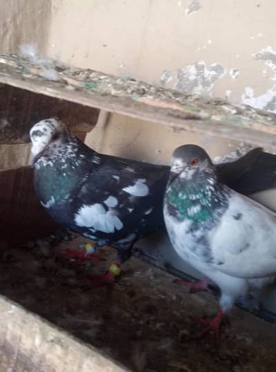 healthy and active pigeon aseel pigeon pair